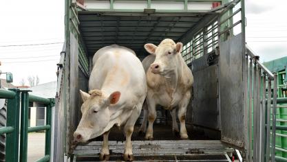 Europa stelt een herziening van de wetgeving rond dierenwelzijn tijdens transport in het vooruitzicht. Zodra hier volledige duidelijkheid over bestaat, volgt er daarna zo snel mogelijk een actualisatie, stelt Vlaams minister van Dierenwelzijn Ben Weyts.