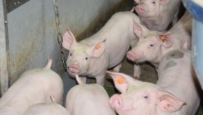 Dierengezondheidszorg Vlaanderen monitort continu de gezondheidssituatie van de veestapel in Vlaanderen, ook van de varkensstapel.