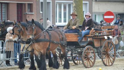 Marleen en Eric aan het werk tijdens een behendigheidswedstrijd voor trekpaarden op Jaarmarkt Vilvoorde 2023.