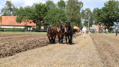 Driespan aan het ploegen in Izegem.
