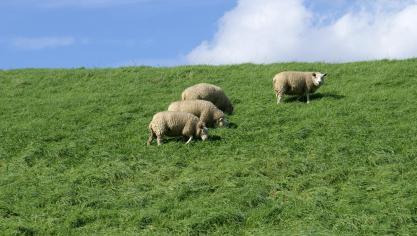 Blauwtong komt voor bij herkauwers.