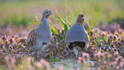 De wilde patrijs (Perdix perdix) is eenbedreigde akkervogel.