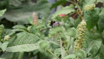 Wilde bijen en hommels zijn extreem belangrijk voor de bestuiving van wilde planten maar ook van voedingsgewassen.