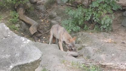 Een derde roedel wolven heeft zich in de Hoge Venen genesteld.