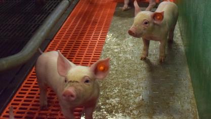 Een nieuw koninklijk besluitverplicht elke varkensboer in België om biggen te verdoven bij het castreren. Dat kan echter alleen maar als er een schriftelijk akkoord is met de bedrijfsdierenarts.