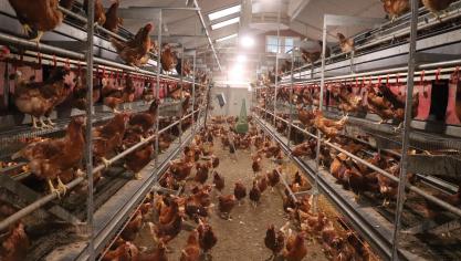 Als gevolg van vogelgriepuitbraken die sinds het najaar van 2020 woeden, is besloten om de verplichte sanitaire bijdragen in 2023 voor pluimvee te verdubbelen om de reserves van het pluimveefonds aan te vullen.