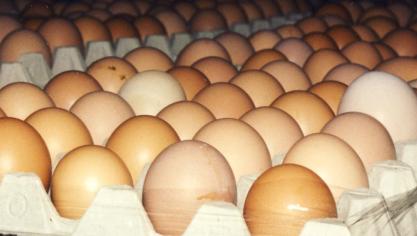 Een doosje eitjes hoort bij je basis voedselvoorraad.
