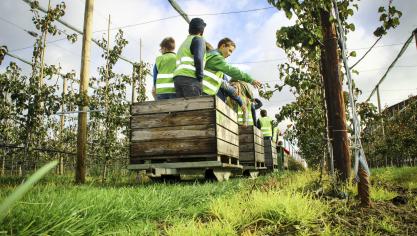 Leerlingen maken kennis met appelen en peren in de boomgaard van een fruitbedrijf.