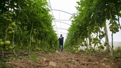 Het zuiden van Israël is bekend voor de groente- en fruitproductie.