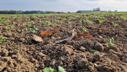 Via een grootschalig onderzoek willen wetenschappelijke instellingen nagaan hoeveel microplastics er in akkergronden zitten.