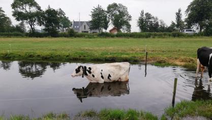 Water is essentieel voor een goede gezondheid en productie, terwijl de watervoorziening op heel wat melkveebedrijven suboptimaal is. Het zorgt voor heel wat gekende negatieve gevolgen.