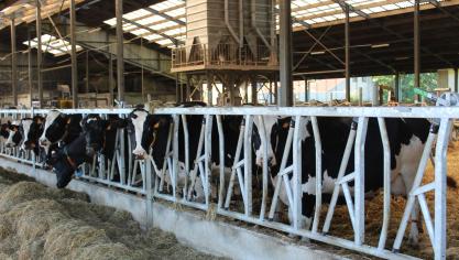 Met een Vlaams dierenwelzijnslabel kunnen Vlaamse landbouwers beloond worden als ze investeren in het welzijn van hun dieren.