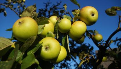Voor een goede vruchtzetting hebben de meeste appelrassen kruisbestuiving nodig.