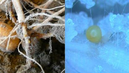 Cysten van ’Globodera rostochiensis’ op de wortels: overzicht (links) – detail (rechts)