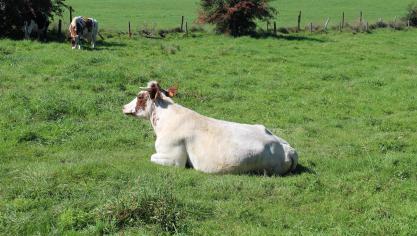 Volgens het Franse ministerie van Landbouw genezen bijna alle door EHD geïnfecteerde dieren na enkele dagen, mits ze extra zorgen toegediend krijgen.
