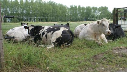 Nu veel cruciale beslissingen met betrekking tot de vee- en vleessector in Brussel worden genomen, in plaats van in de afzonderlijke lidstaten, is de behoefte aan collectieve actie op gedeelde punten onmisbaar geworden.