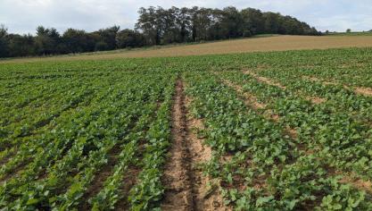 Het Praktijkpunt Landbouw Vlaams-Brabant volgt de koolzaadteelt  op via een rassenproef.