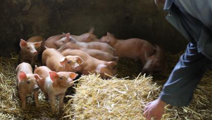 Het Vlaamse dierenwelzijnslabel ’Beter voor Dieren’ start begin volgend jaar.  De varkens komen als eerste aan de beurt.