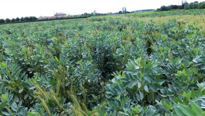 Eén van de steunmogelijkheden is ‘Ecoregeling vruchtafwisseling met vlinderbloemigen’.