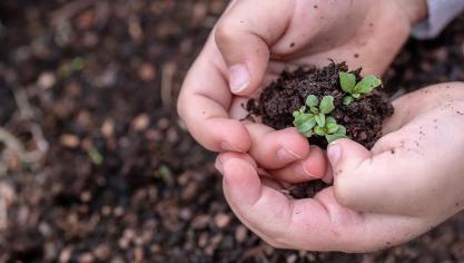 seedlings-3448883_1280
