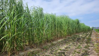 Mammoetgras groeit sneller en hoger dan olifantsgras, heeft witte in plaats van groene vezels en is steriel.