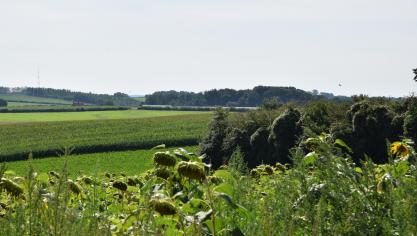 De lidstaten van de Europese Unie hebben het politieke akkoord over de natuurherstelwet bekrachtigd.