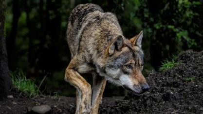 Een zwervende wolf is door Geel getrokken.