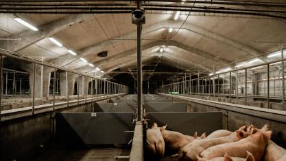In het slachthuis worden alle dieren in de gaten gehouden door een camerasysteem.  De beelden worden eerst geanalyseerd door een expert dierenwelzijn. Op basis van die bevindingen worden AI-modellen dan getraind om dieronvriendelijke situaties te herkennen.