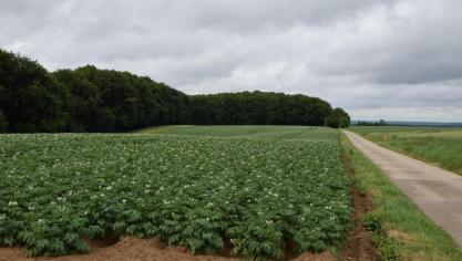 Met nieuwe genomische technieken kunnen aardappelen beter beschermd worden tegen ziektes.