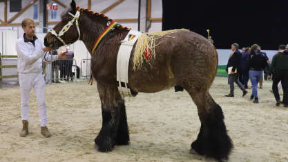 Hector van ’t Grootveld van Vlaams Brabant – goedgekeurd tijdens de hengstenkeuring te Ghlin – werd op 10 december verkozen tot Nationaal Kampioen 2024.