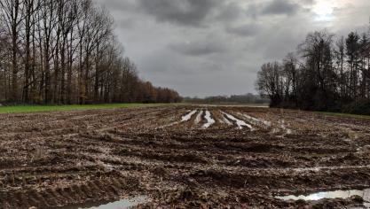 Na de lange regenperiode dit najaar is de maïs nu grotendeels van het veld.