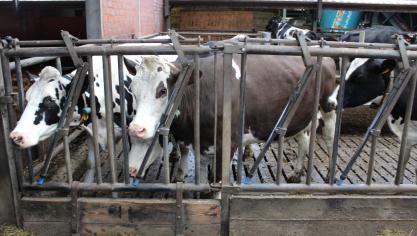 “Met dit geamendeerde stikstofdecreetkunnen bedrijven rekenen op enige duidelijkheid over hun huidige bedrijfssituatie, maar het biedt geen perspectief voor onze jonge boeren die hun bedrijf graag verder willen uitbouwen”, zegt Boerenbondvoorzitter Lode Ceyssens.