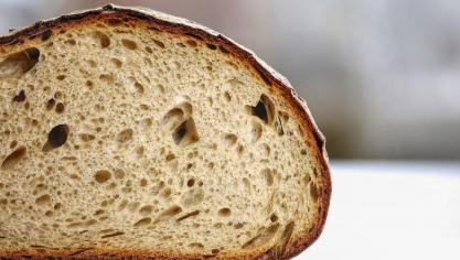 Met een verwachte opbrengst van 15 ton veldbonen zullen zowat 250.000 broden gebakken worden, ongeveer 1 brood voor elke Gentenaar.