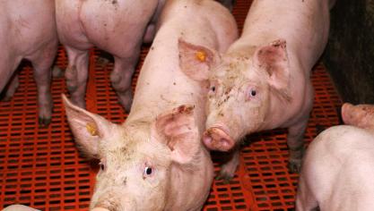 Colombia is het eerste land dat genetische modificatie van varkens toelaat in de strijd tegen PRRS.