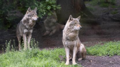 In heel Europa leven momenteel meer dan 20.000 wolven, de roedels zijn over 23 lidstaten verspreid.