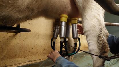 De grootste budgettaire posten van MilkBE blijven de monitoring van contaminanten in rauwe melk, Duurzaamheid en het solidariteitsfonds Botulisme.