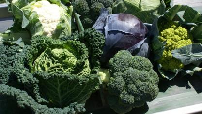 In totaal steeg het globale indexcijfer van de land- en tuinbouwproducten in november 2023 met 5,9% ten opzichte van de maand daarvoor.