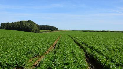 Bentazon is echter een essentiële werkzame stof voor de teelten van erwten, stamslabonen en vicia-bonen.