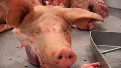China is vooral een extra afzetmarkt voor het vijfde kwartier zoals poten, oren en snuiten.