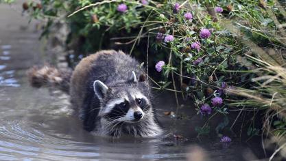 In Vlaanderen is de problematiek rond wasberen vooralsnog beperkt, maar een te grote populatie kan heel schadelijk zijn voor onze fauna en flora.