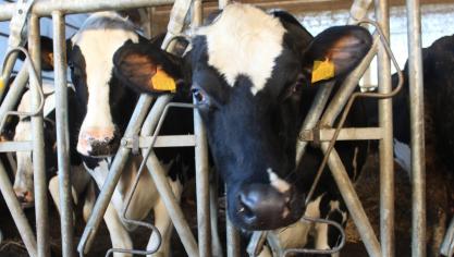 Het is uiterst belangrijk dat elke veehouder en elke dierenarts waakzaam is voor klinische symptomen die kunnen wijzen op IBR, vooral in de regio Aartrijke, Jabbeke, Torhout en Zedelgem.