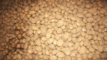In de Belgische supermarkten zijn aardappelen van december 2022 tot en met december 2023 met 14% in prijs gestegen