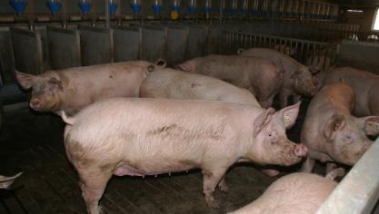 Voor de opkoopregeling van varkens heeft de Vlaamse regering een budget voorzien van 200 miljoen euro.