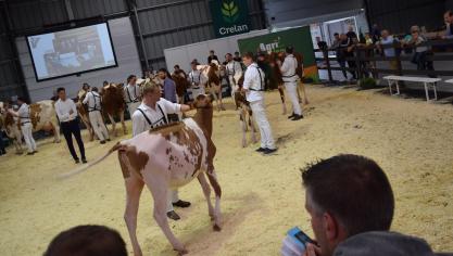 Alle veeprijskampen worden geannnuleerd tijdens de Agridagen. De Junior Holsteinshow was nochtans toe aan een speciale jubileum-editie.