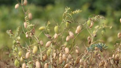 Gerechten met in Vlaanderen geproduceerde kikkererwt, gele erwt en soja konden rekenen op positieve smaak- en marktbeoordelingen van de consument.