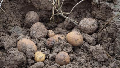 De aardappelen in niet gerooide percelen zien er momenteel zo uit.