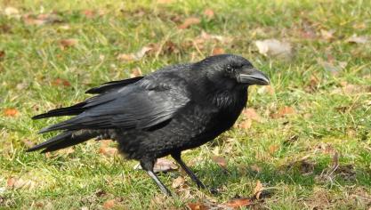 De afdeling AVES van het ANB verleent niet langer vergunningen om de kraai, kauwen ekster het hele jaar te bestrijden.