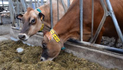 Ook tussen de melkveerassen zijn er verschillen in methaanemissies: Jersey-koeien hebben een lagere methaanuitstoot dan Holstein-koeien.