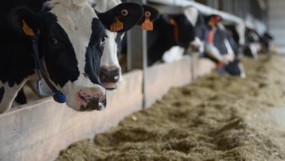 Momenteel zijn er 5 ecoregelingen die methaan reduceren goedgekeurd voor melkvee  en 1 maatregel voor vleesvee.