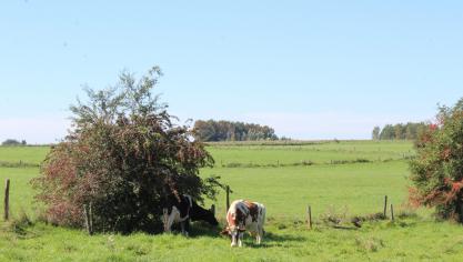 De bescherming van landbouwgrond is één van de elementen in het maatregelenpakket dat de Vlaamse regering op 15 februari goedkeurde.